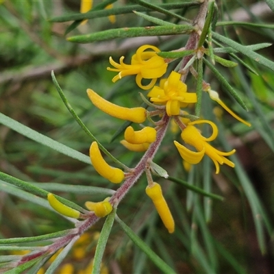 Persoonia pinifolia (Pine-leaf Geebung) at Goulburn, NSW - 10 Jan 2025 by trevorpreston