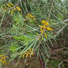 Persoonia linearis at Goulburn, NSW - 11 Jan 2025 08:44 AM