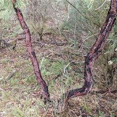 Persoonia linearis at Goulburn, NSW - 11 Jan 2025 08:44 AM