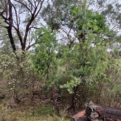 Persoonia linearis at Goulburn, NSW - 11 Jan 2025 08:44 AM