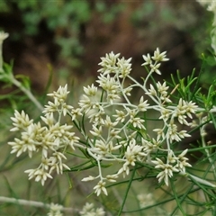 Cassinia laevis (Cough Bush) at Goulburn, NSW - 11 Jan 2025 by trevorpreston