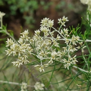 Cassinia laevis at suppressed - suppressed