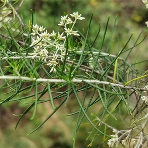 Cassinia laevis at suppressed - 11 Jan 2025 08:42 AM