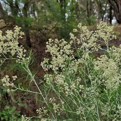 Cassinia laevis at suppressed - 11 Jan 2025 08:42 AM