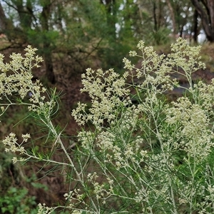 Cassinia laevis at suppressed - 11 Jan 2025 08:42 AM