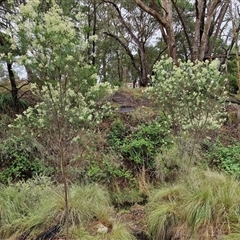Cassinia laevis at suppressed - 11 Jan 2025 08:42 AM