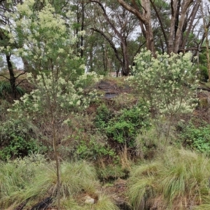 Cassinia laevis at suppressed - 11 Jan 2025 08:42 AM