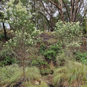 Cassinia laevis at suppressed - suppressed