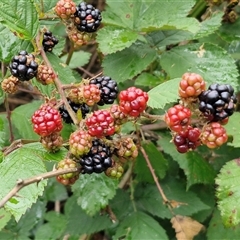 Rubus anglocandicans (Blackberry) at Goulburn, NSW - 11 Jan 2025 by trevorpreston