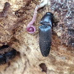 Unidentified Click beetle (Elateridae) at Goulburn, NSW - 10 Jan 2025 by trevorpreston