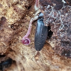 Elateridae (family) at Goulburn, NSW - 11 Jan 2025 08:40 AM