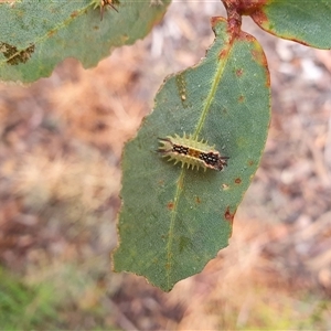 Doratifera quadriguttata (Four-spotted Cup Moth) at Penrose, NSW by Aussiegall