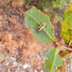 Doratifera quadriguttata at Penrose, NSW - suppressed