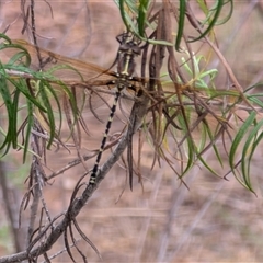 Unidentified Dragonfly (Anisoptera) at Watson, ACT - 9 Jan 2025 by sbittinger