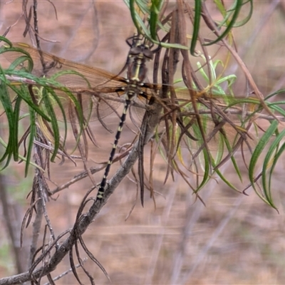 Synthemis eustalacta (Swamp Tigertail) at Watson, ACT - 10 Jan 2025 by sbittinger