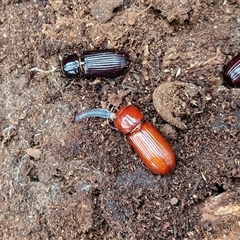 Aulacocyclus sp. (genus) (Passalid beetle) at Goulburn, NSW - 11 Jan 2025 by trevorpreston