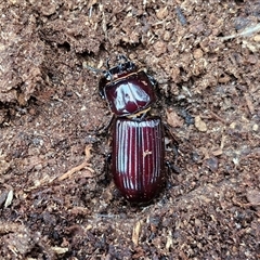 Aulacocyclus sp. (genus) at Goulburn, NSW - 11 Jan 2025 08:39 AM