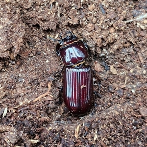 Aulacocyclus sp. (genus) at Goulburn, NSW - 11 Jan 2025 08:39 AM