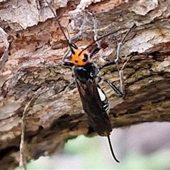 Chaoilta sp. (genus) (Parasitic wasp) at Goulburn, NSW - 10 Jan 2025 by trevorpreston