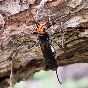 Chaoilta sp. (genus) at Goulburn, NSW - 11 Jan 2025 08:38 AM