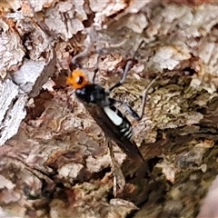 Chaoilta sp. (genus) at Goulburn, NSW - 11 Jan 2025 08:38 AM