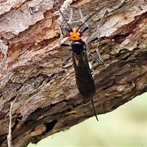 Chaoilta sp. (genus) at Goulburn, NSW - 11 Jan 2025 08:38 AM