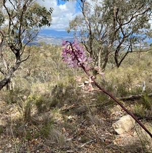 Dipodium roseum (Rosy Hyacinth Orchid) at Conder, ACT by Shazw