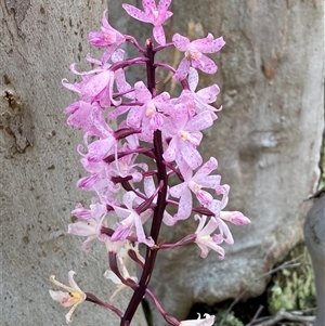 Dipodium roseum at Conder, ACT - suppressed