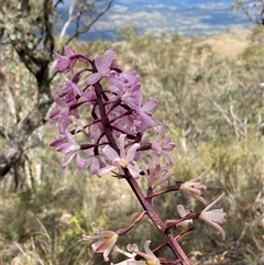 Dipodium roseum at Conder, ACT - suppressed