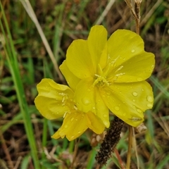 Oenothera stricta subsp. stricta (Common Evening Primrose) at Goulburn, NSW - 10 Jan 2025 by trevorpreston