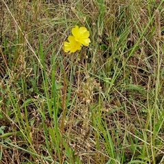 Oenothera stricta subsp. stricta at Goulburn, NSW - 11 Jan 2025