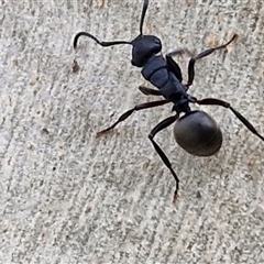 Polyrhachis phryne (A spiny ant) at Goulburn, NSW - 10 Jan 2025 by trevorpreston