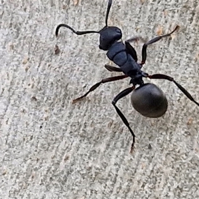 Polyrhachis phryne (A spiny ant) at Goulburn, NSW - 11 Jan 2025 by trevorpreston