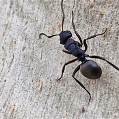 Polyrhachis phryne at Goulburn, NSW - 11 Jan 2025 08:19 AM