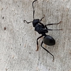 Polyrhachis phryne at Goulburn, NSW - 11 Jan 2025 08:19 AM