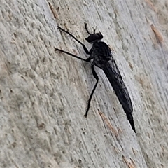 Cerdistus sp. (genus) (Slender Robber Fly) at Goulburn, NSW - 10 Jan 2025 by trevorpreston