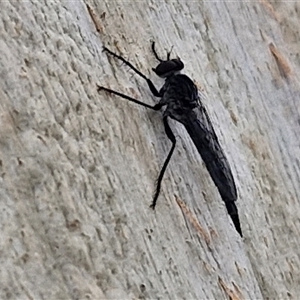 Cerdistus sp. (genus) (Slender Robber Fly) at Goulburn, NSW by trevorpreston