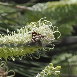 Amata (genus) at Acton, ACT - 27 Dec 2024