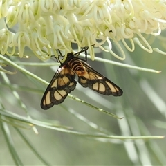 Amata (genus) at Acton, ACT - 27 Dec 2024