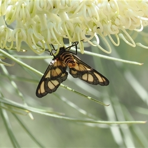 Amata (genus) at Acton, ACT - 27 Dec 2024