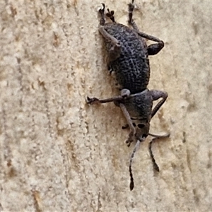 Unidentified Weevil (Curculionoidea) at Goulburn, NSW by trevorpreston