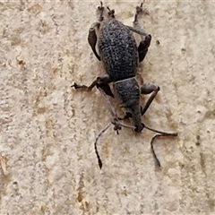 Merimnetes oblongus at Goulburn, NSW - 11 Jan 2025 08:15 AM