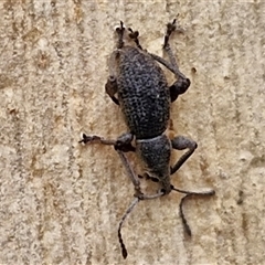 Merimnetes oblongus at Goulburn, NSW - 11 Jan 2025 08:15 AM