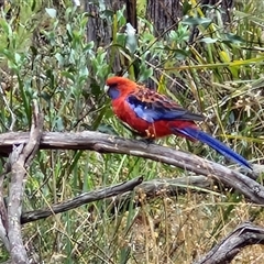 Platycercus elegans (Crimson Rosella) at Goulburn, NSW - 10 Jan 2025 by trevorpreston