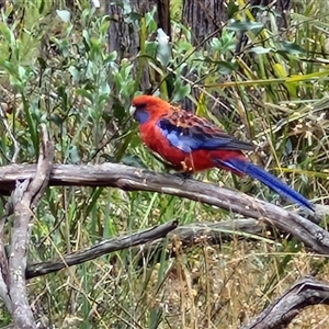 Platycercus elegans at Goulburn, NSW - 11 Jan 2025 08:13 AM