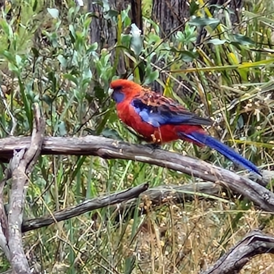 Platycercus elegans (Crimson Rosella) at Goulburn, NSW - 11 Jan 2025 by trevorpreston