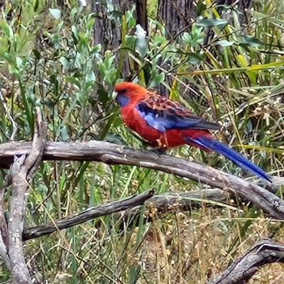 Platycercus elegans (Crimson Rosella) at Goulburn, NSW - 10 Jan 2025 by trevorpreston