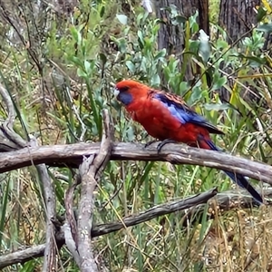 Platycercus elegans at Goulburn, NSW - 11 Jan 2025 08:13 AM