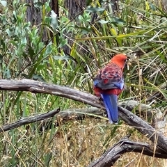 Platycercus elegans at Goulburn, NSW - 11 Jan 2025 08:13 AM