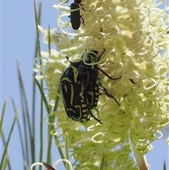 Eupoecila australasiae (Fiddler Beetle) at Acton, ACT - 27 Dec 2024 by RAllen